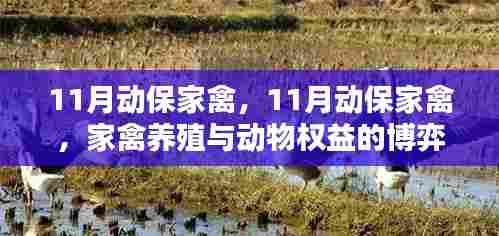 11月动保家禽,家禽养殖与动物权益的较量