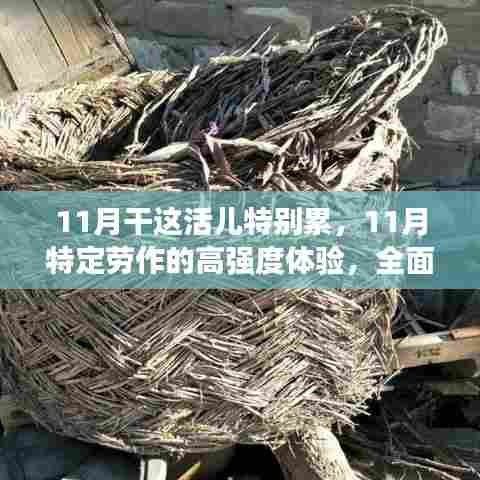 11月高强度劳作体验,特性解读与目标用户群体深度分析