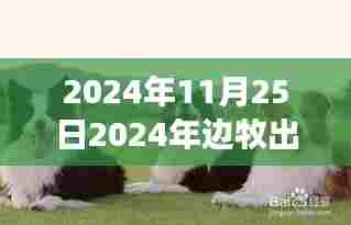 2024年边牧市场繁荣,回顾出售盛况与深远影响