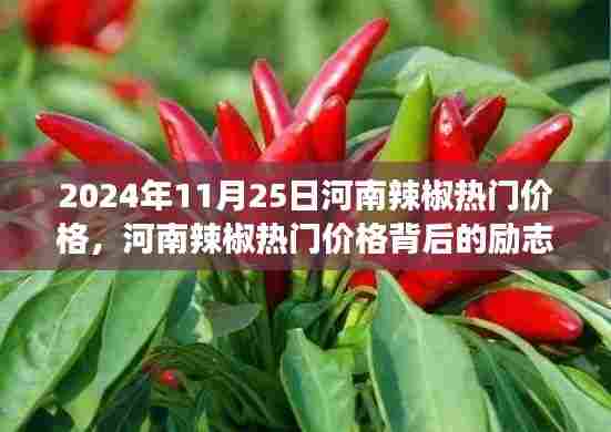 河南辣椒热门价格背后的励志故事,自信成就梦想之路的探寻与启示(日期,XXXX年XX月XX日)