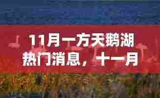 天鹅湖畔的十一月热门焦点揭秘,背景、事件与地位