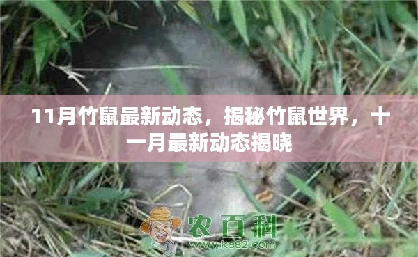 揭秘竹鼠世界,十一月最新动态与发现