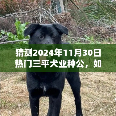 全面步骤指南,预测并了解2024年热门三平犬业种公的选择与趋势分析