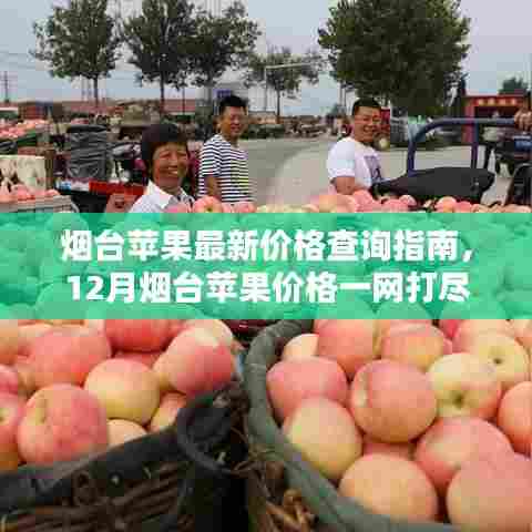 烟台苹果最新价格查询指南,12月烟台苹果价格全面解析