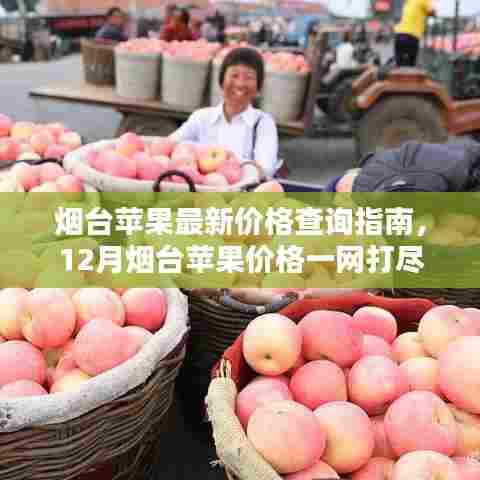 烟台苹果最新价格查询指南,12月烟台苹果价格全面解析