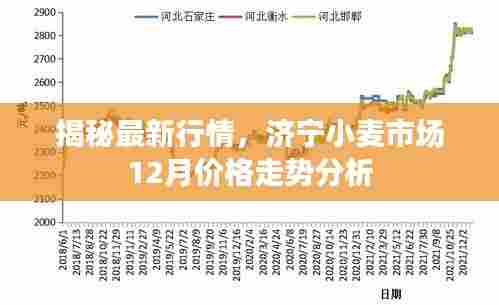 济宁小麦市场最新行情揭秘,12月价格走势分析