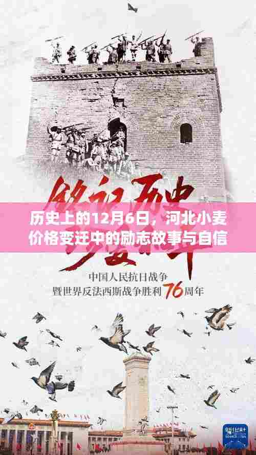 河北小麦价格变迁背后的励志故事与自信光芒,历史视角下的12月6日回顾