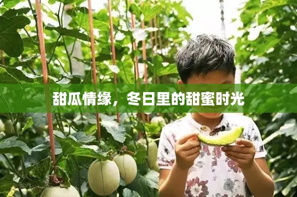 甜瓜情缘,冬日甜蜜时光之约