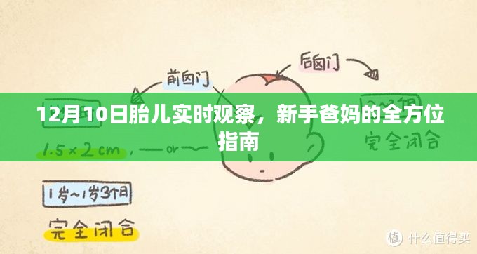 新手爸妈指南,12月10日胎儿实时观察全攻略