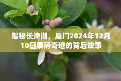 揭秘长津湖,厦门票房奇迹背后的故事,2024年12月10日深度解析