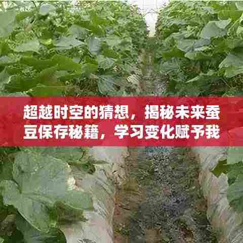 揭秘未来蚕豆保存秘籍，学习变化，探索时空的无限可能，赋予我们自信与力量
