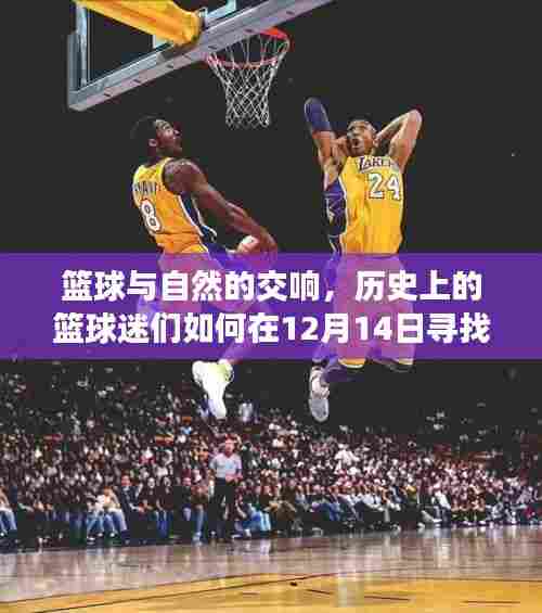 篮球与自然交响,寻找内心的宁静与盘口智慧之旅的篮球迷故事