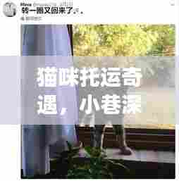 猫咪托运奇遇,小巷深处的特色小店开启神秘托运之旅