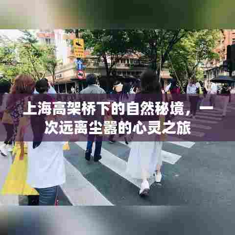 上海高架桥下隐秘的自然秘境,心灵逃离喧嚣之旅