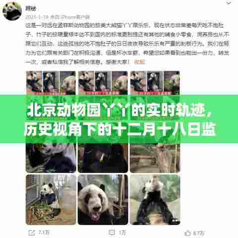 北京动物园丫丫的历史轨迹,十二月十八日监控纪实下的故事