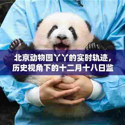 北京动物园丫丫的历史轨迹,十二月十八日监控纪实下的故事