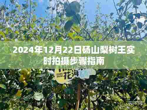 砀山梨树王实时拍摄步骤指南(2024年12月22日版)
