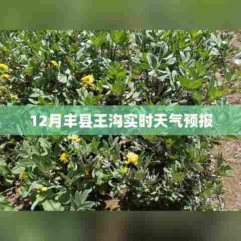 丰县王沟最新天气预报(实时更新)