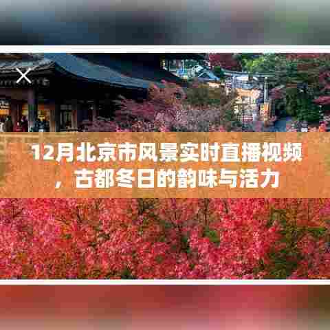 北京冬季实时直播,古都冬韵与活力风采