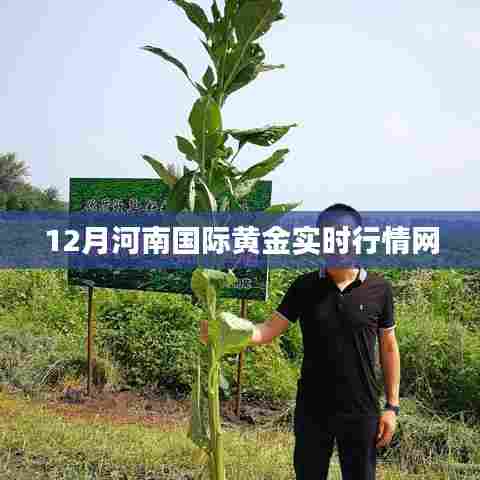 河南黄金行情实时更新，最新国际金价在线查询