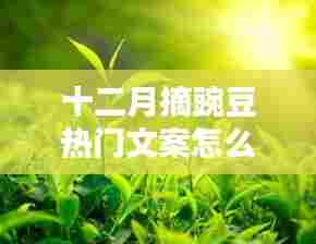 十二月摘豌豆,丰收喜悦分享