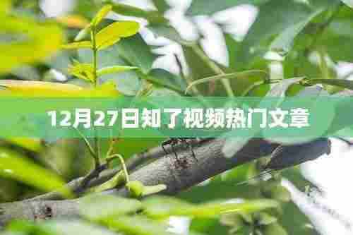 12月27日知了视频热点文章盘点