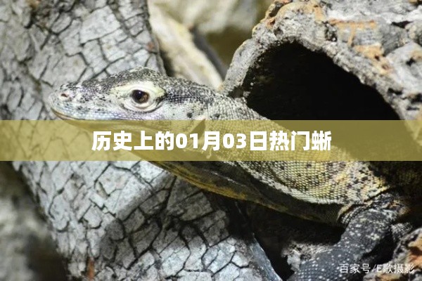 历史上的热门蜥,一月三日揭秘
