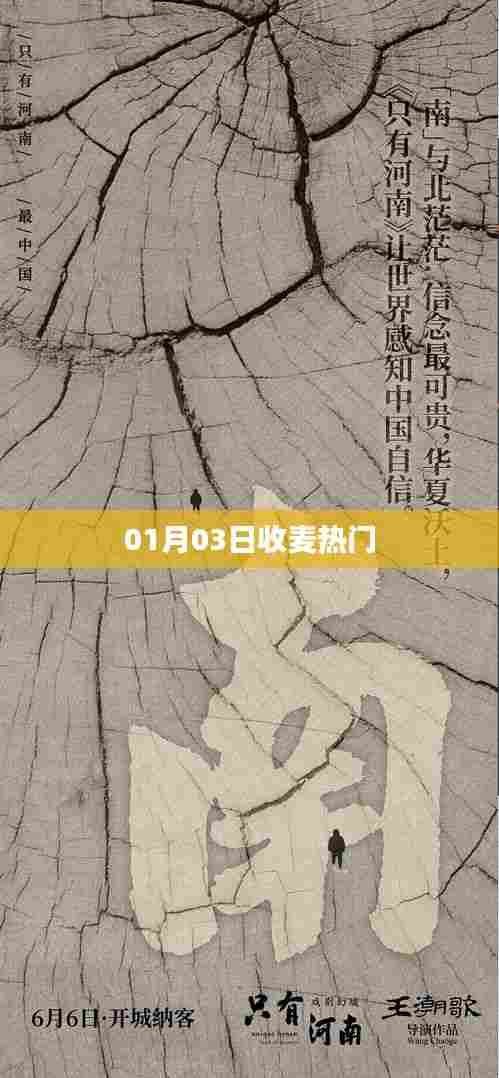 收麦热门盛况,一探究竟!