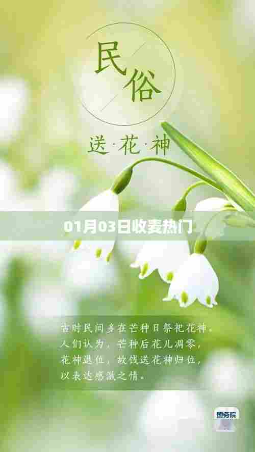 收麦热门盛况,一探究竟!