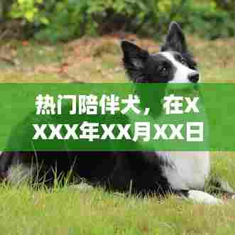 热门陪伴犬,温馨伙伴的守护时刻