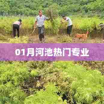 河池一月热门专业榜单揭晓