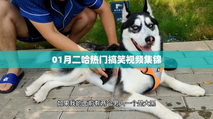 『精选搞笑视频,一月份二哈欢乐集锦』