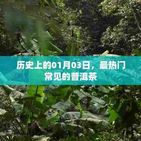 普洱茶的历史，一月三日热门回顾
