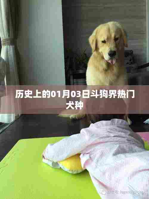 历史上的斗狗界热门犬种变迁,一月三日回顾