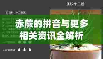 赤蕨的拼音与更多相关资讯全解析