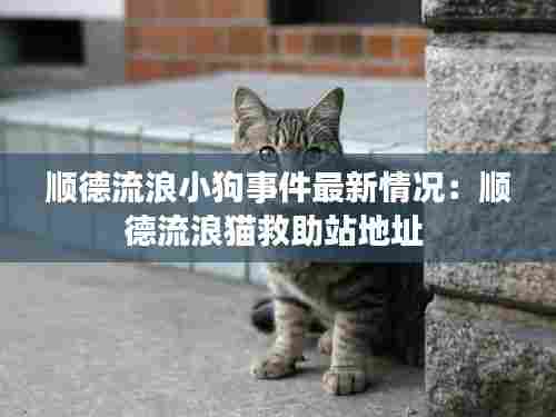 顺德流浪小狗事件最新情况:顺德流浪猫救助站地址