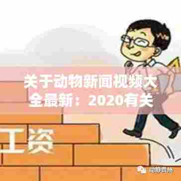 关于动物新闻视频大全最新:2020有关动物的新闻报道