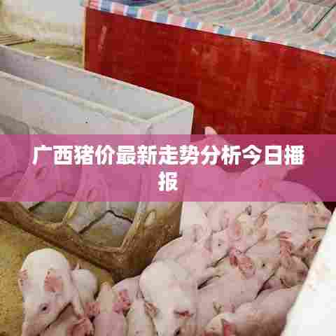 广西猪价最新走势分析今日播报