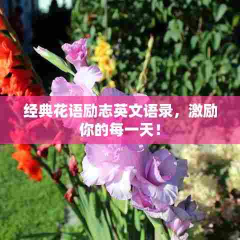 经典花语励志英文语录，激励你的每一天！