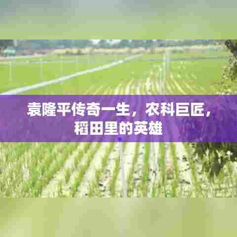 袁隆平传奇一生,农科巨匠,稻田里的英雄