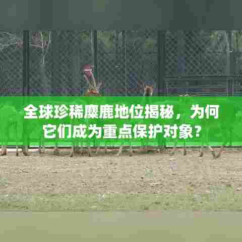 全球珍稀麋鹿地位揭秘,为何它们成为重点保护对象?